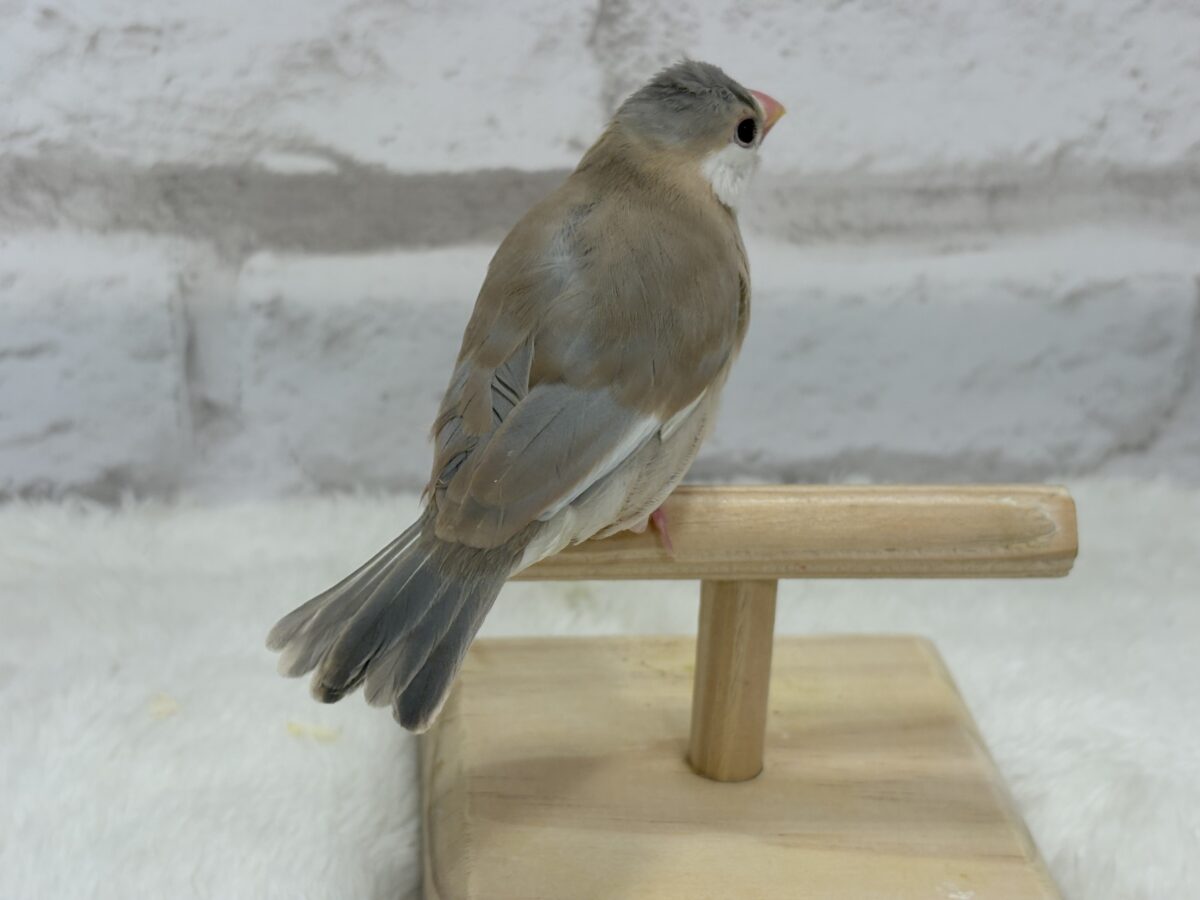 アゲイト文鳥