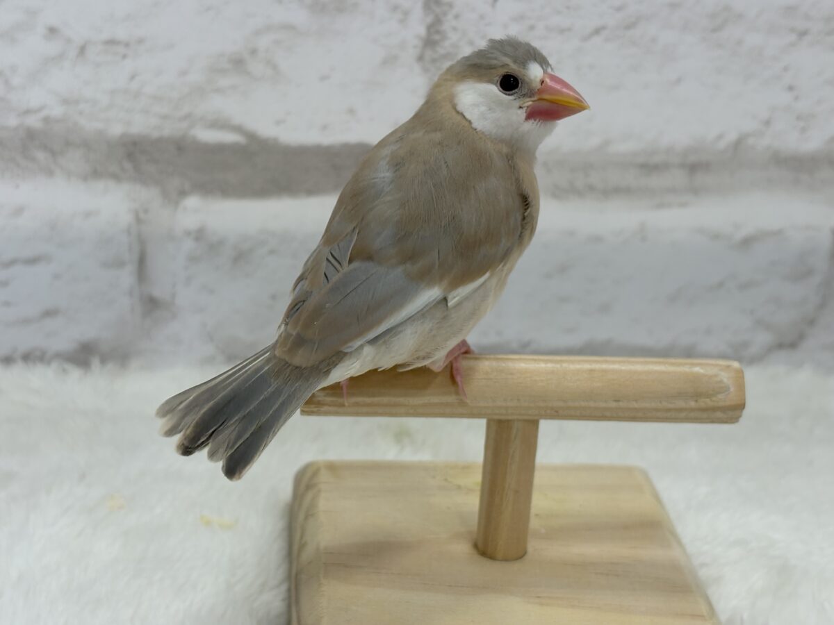 アゲイト文鳥