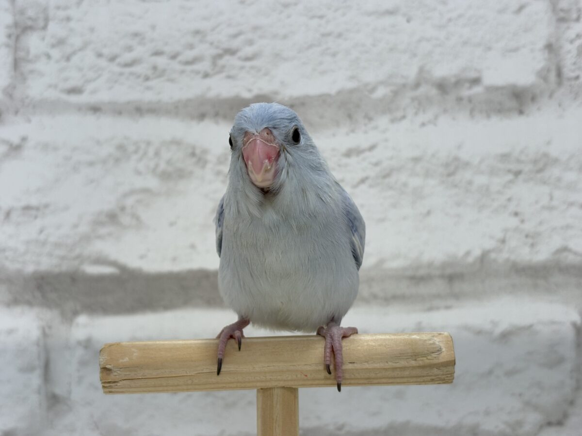 【最新画像更新🪄】色合いは淡く🫧存在感は濃いめ🐣💙マメルリハ(コバルトダイリュート) 男の子 ヒナ マメルリハ