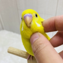 最新画像有ります❗️ピッカピカのイエローちゃん💛セキセイインコのダブルファクター✨