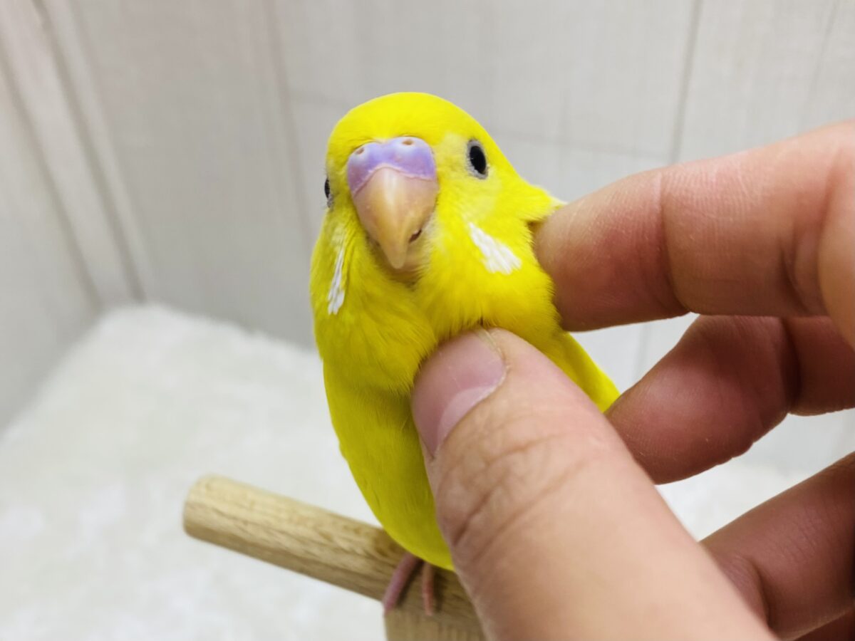 最新画像有ります❗️ピッカピカのイエローちゃん💛セキセイインコのダブルファクター✨