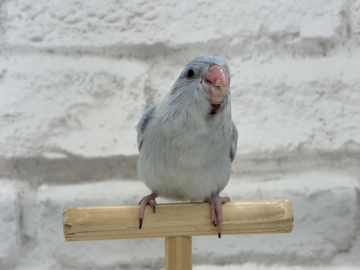 【最新画像更新🪄】色合いは淡く🫧存在感は濃いめ🐣💙マメルリハ(コバルトダイリュート) 男の子 ヒナ マメルリハ