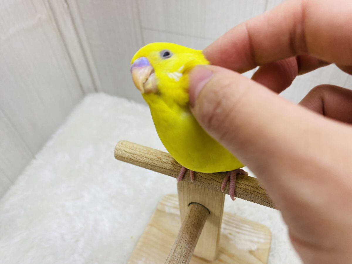 セキセイインコ