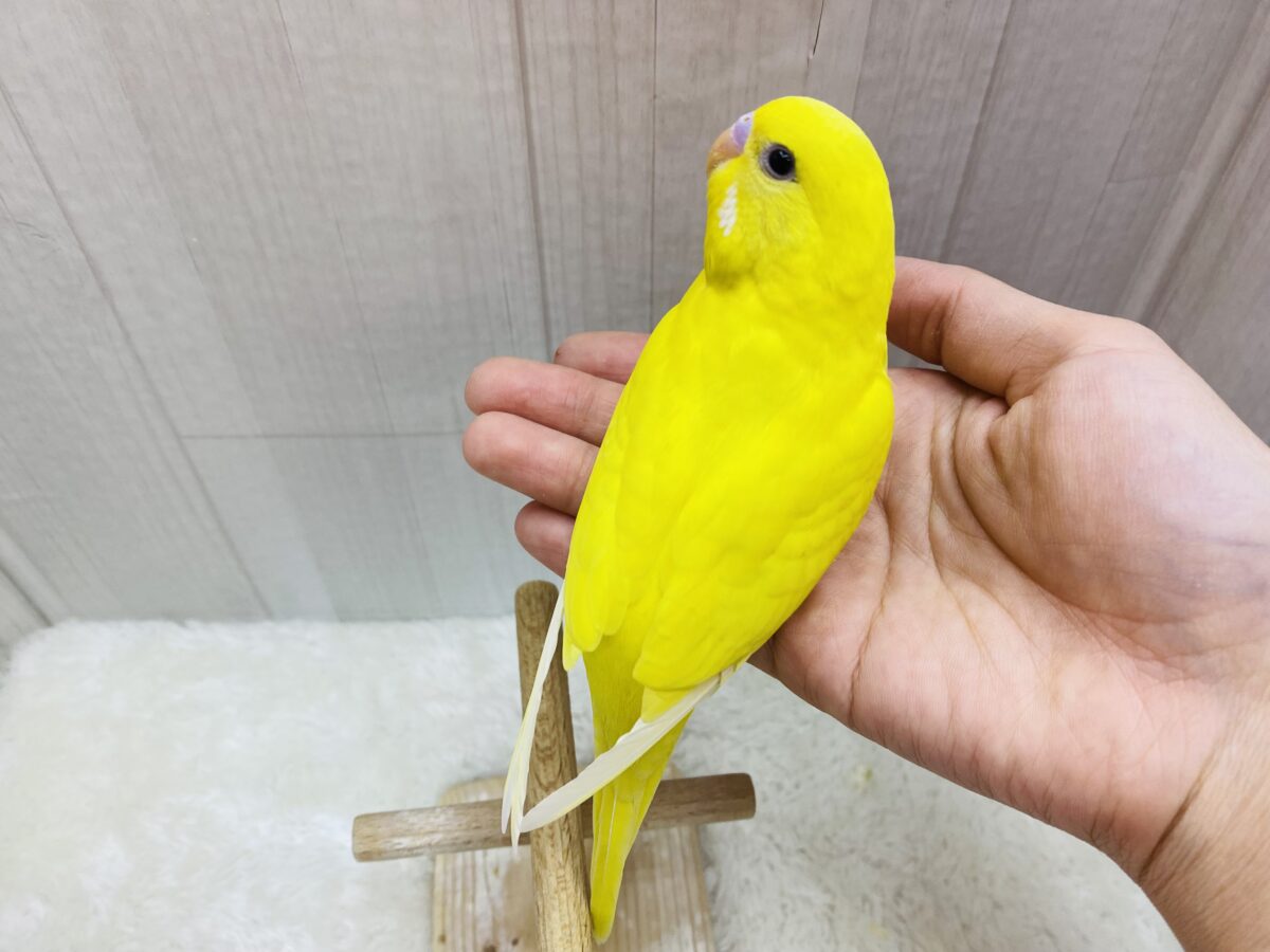 セキセイインコ