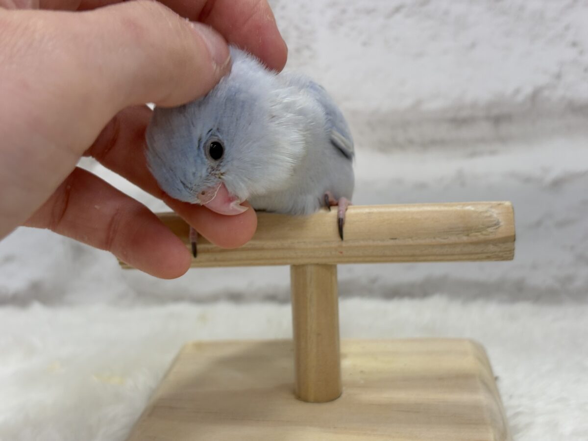 マメルリハ