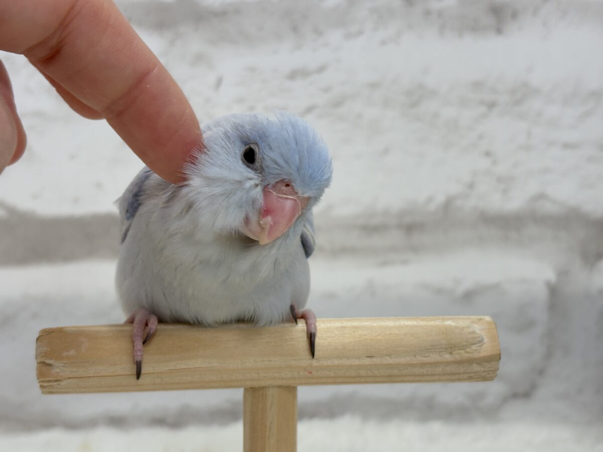 【最新画像更新🪄】色合いは淡く🫧存在感は濃いめ🐣💙マメルリハ(コバルトダイリュート) 男の子 ヒナ マメルリハ