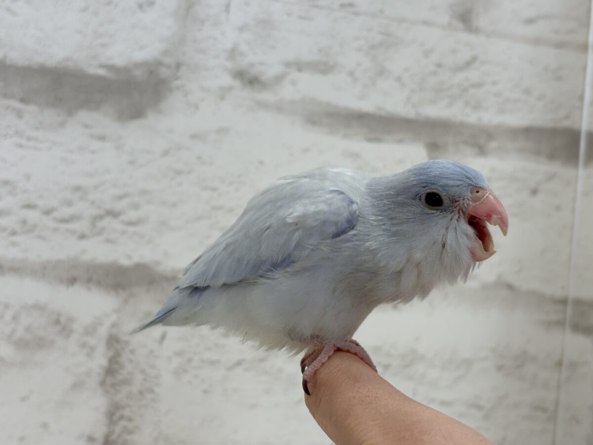 【最新画像更新🪄】色合いは淡く🫧存在感は濃いめ🐣💙マメルリハ(コバルトダイリュート) 男の子 ヒナ マメルリハ