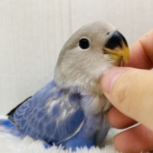 最新画像有ります❗️お上品✨いいとこ取りのカラーなんです💕コザクラインコ(ダークブルーバイオレットオパーリン)