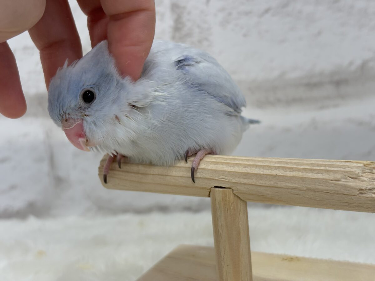 【最新画像更新🪄】色合いは淡く🫧存在感は濃いめ🐣💙マメルリハ(コバルトダイリュート) 男の子 ヒナ マメルリハ