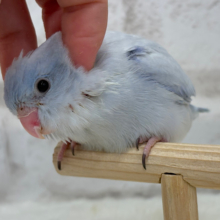【最新画像更新🪄】色合いは淡く🫧存在感は濃いめ🐣💙マメルリハ(コバルトダイリュート) 男の子 ヒナ