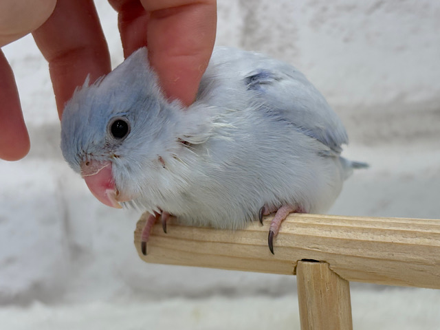 【最新画像更新🪄】色合いは淡く🫧存在感は濃いめ🐣💙マメルリハ(コバルトダイリュート) 男の子 ヒナ 【最新画像更新🪄】色合いは淡く🫧存在感は濃いめ🐣💙マメルリハ(コバルトダイリュート) 男の子 ヒナ