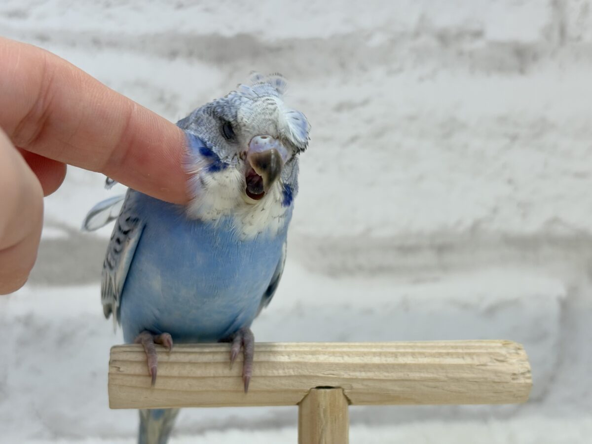 梵天セキセイインコ