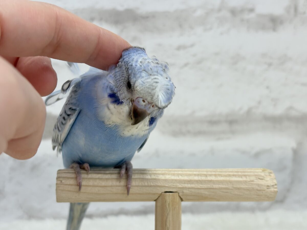 梵天セキセイインコ