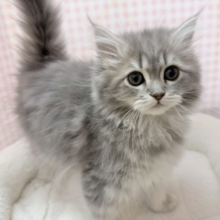 最新📷あどけないサイベリアンちゃん☺️