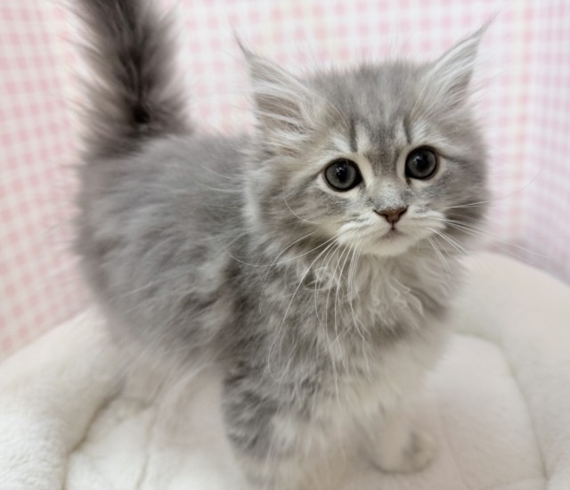 最新📷あどけないサイベリアンちゃん☺️