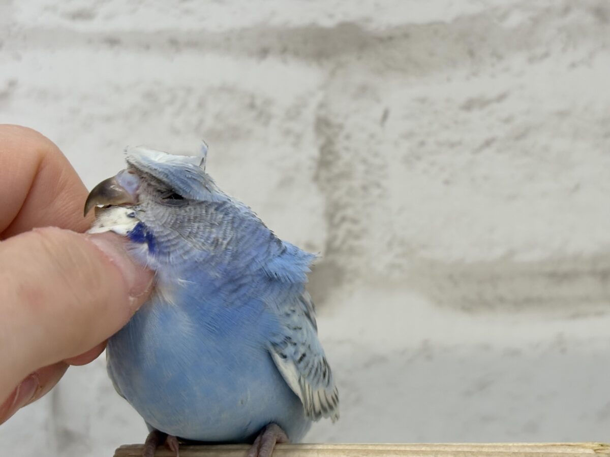 梵天セキセイインコ