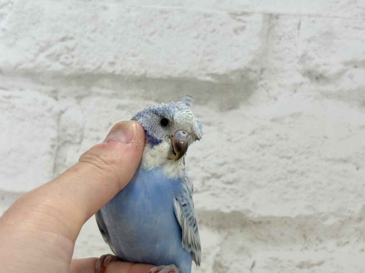 梵天セキセイインコ