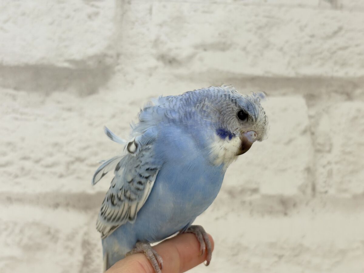 梵天セキセイインコ