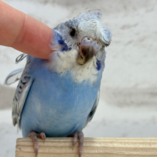 【最新画像更新🪄】背中にお花咲いてます🐣🌸梵天セキセイインコ(スパングル) ヒナ