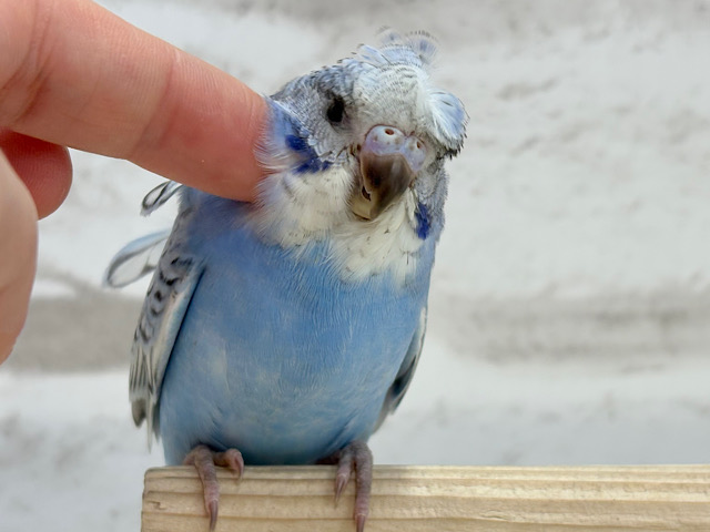 【最新画像更新🪄】背中にお花咲いてます🐣🌸梵天セキセイインコ(スパングル) ヒナ