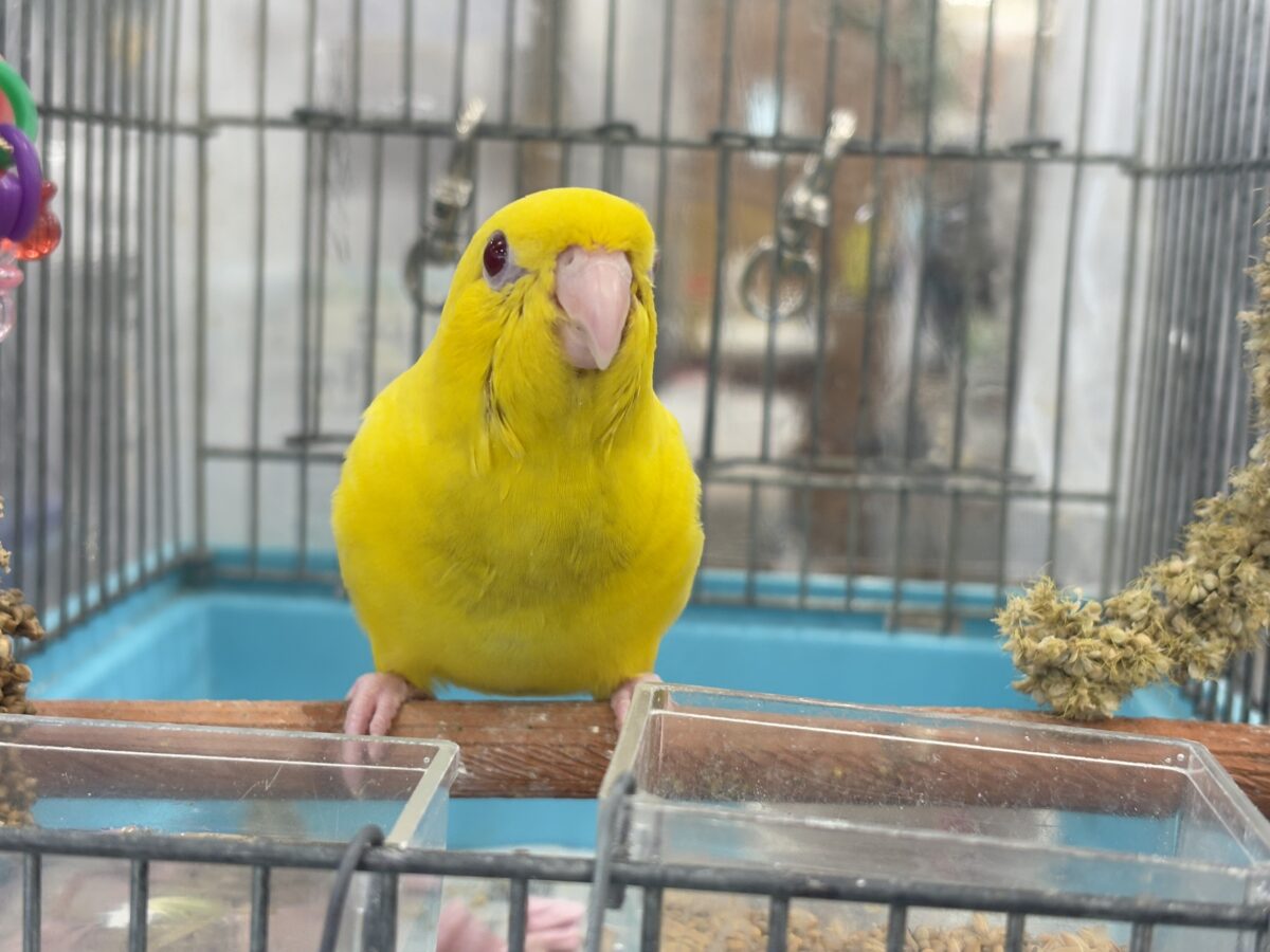 サザナミインコ
