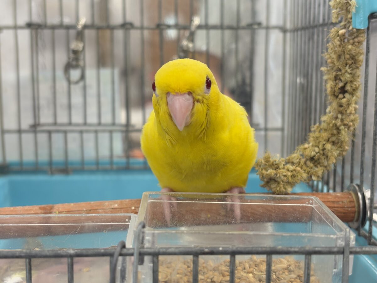 サザナミインコ