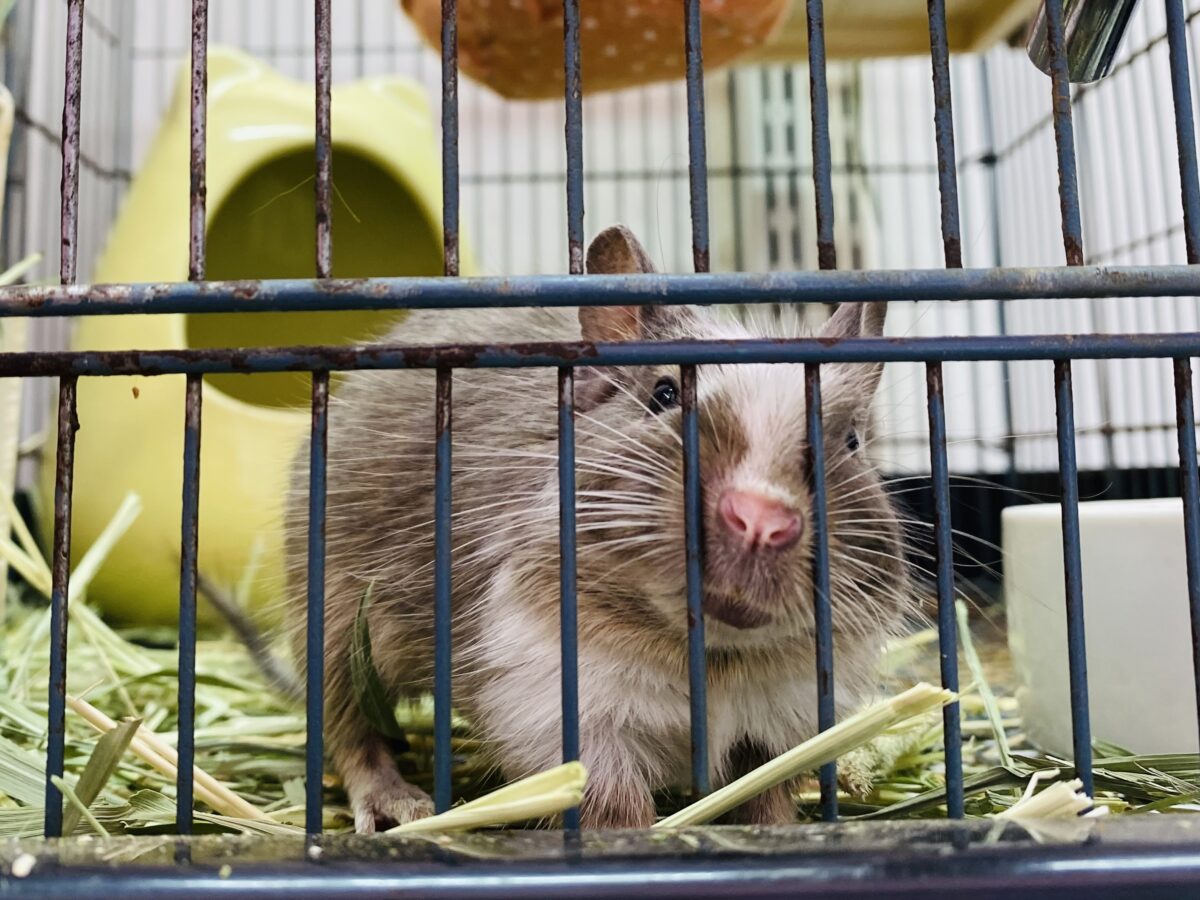 デグー