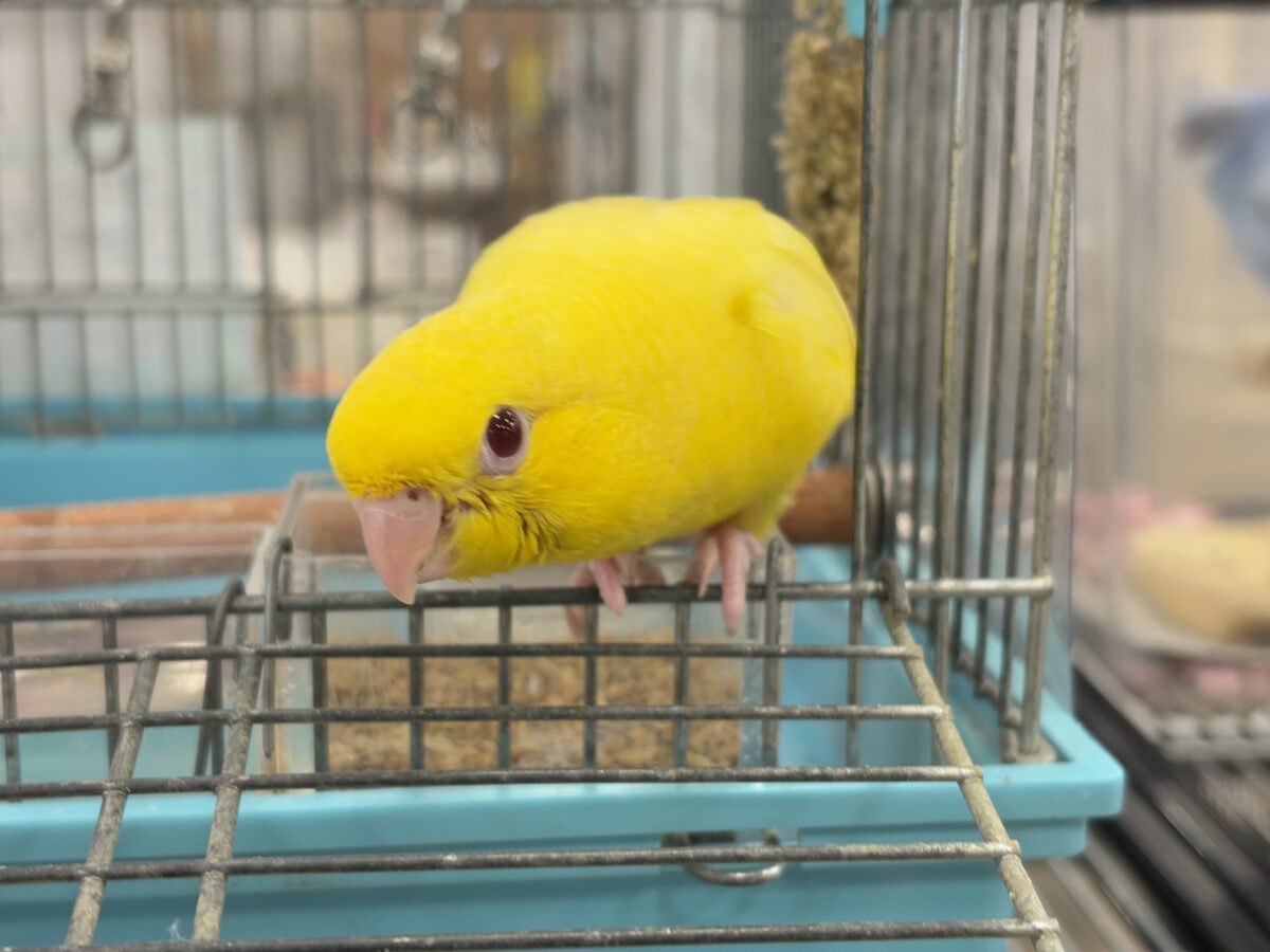 サザナミインコ