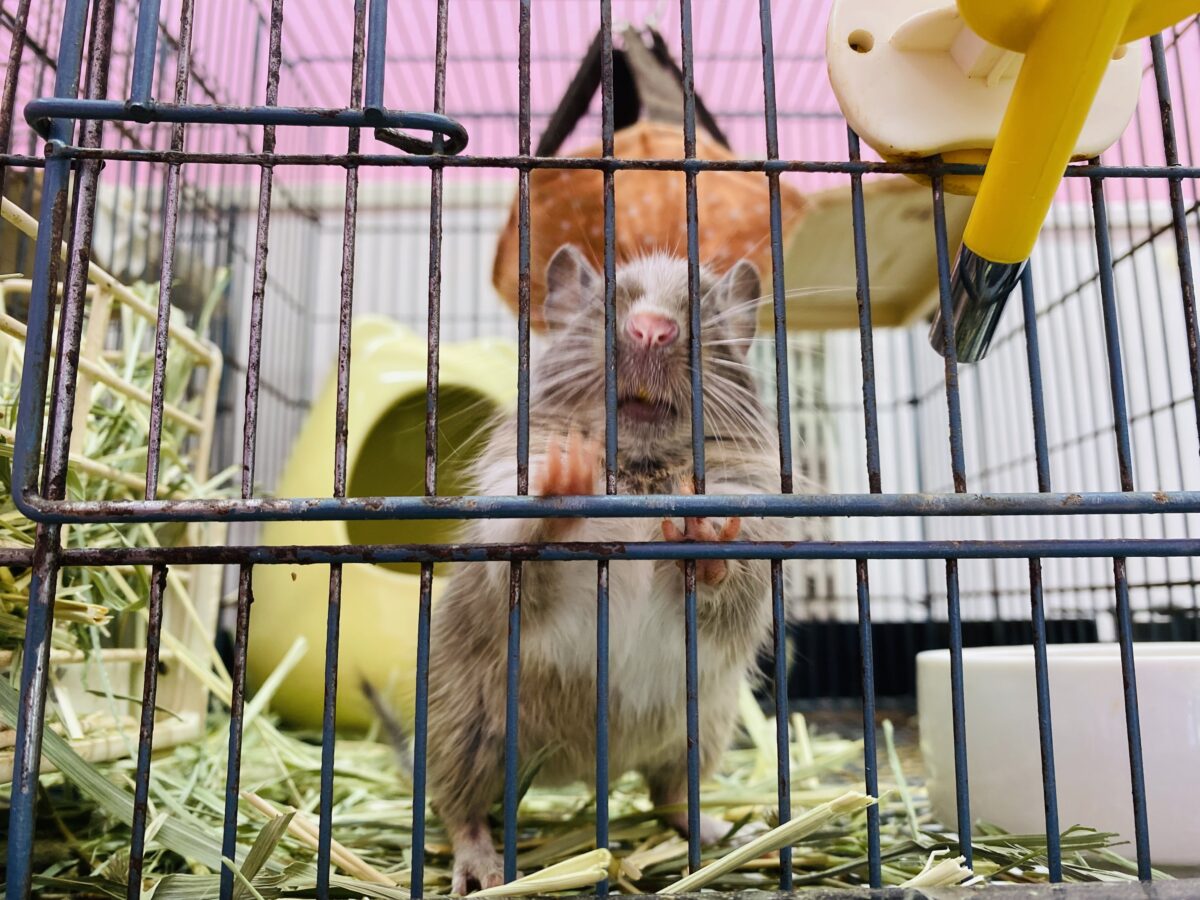 デグー