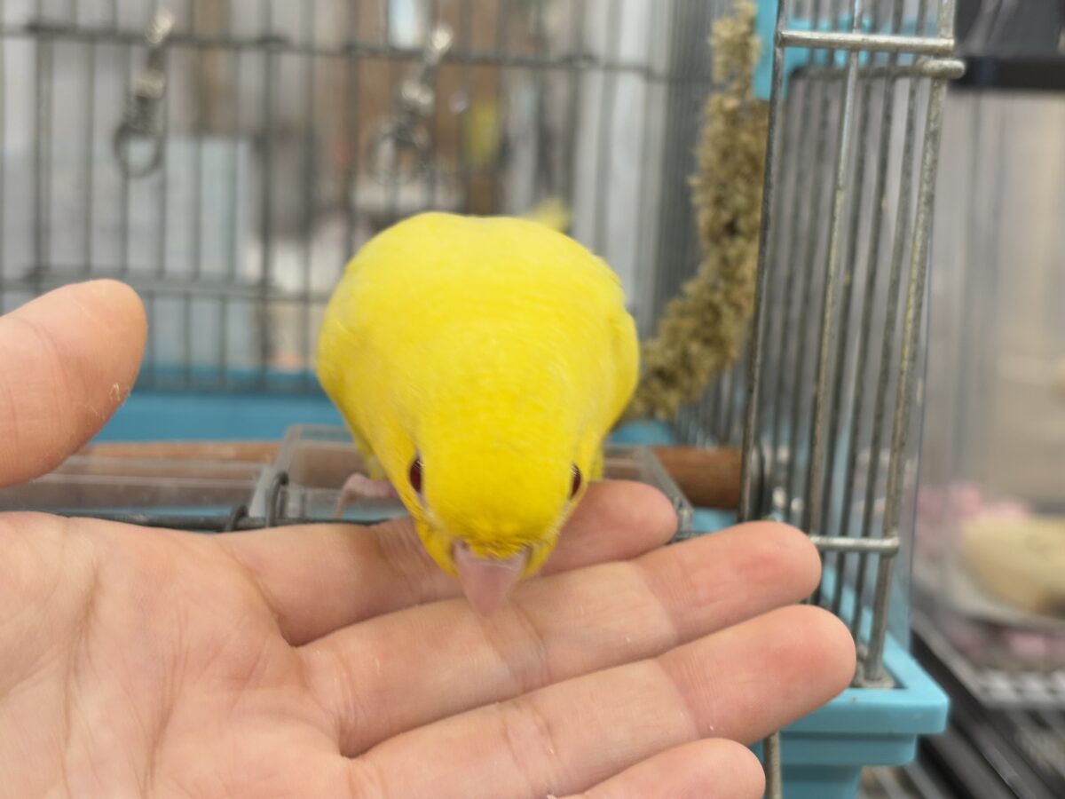 サザナミインコ