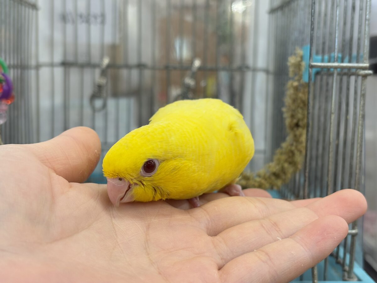 サザナミインコ