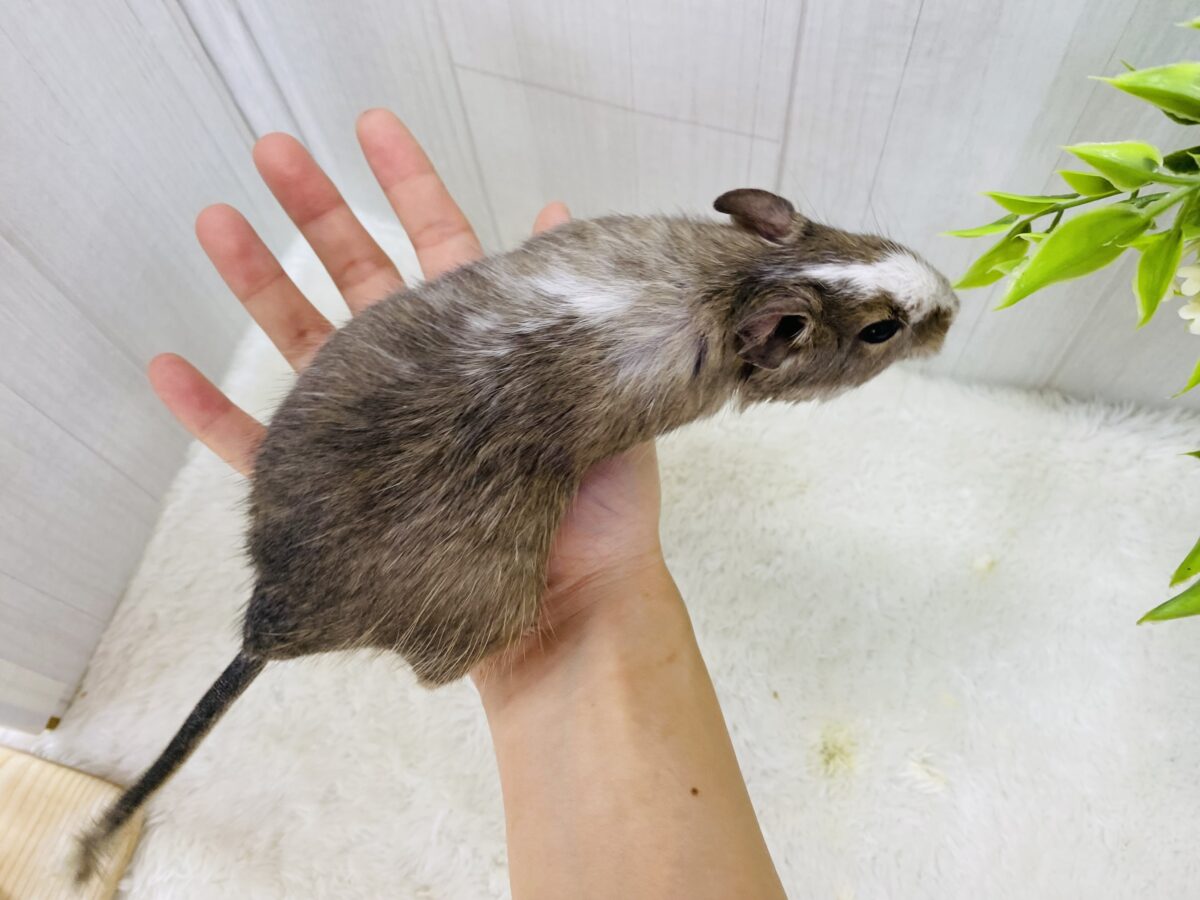 デグー
