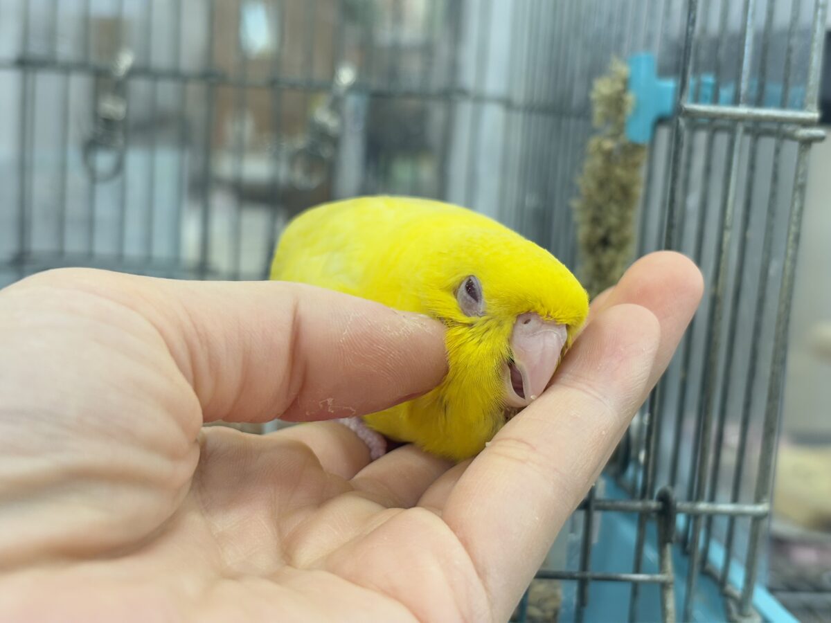サザナミインコ
