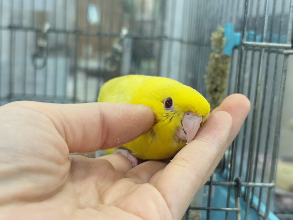 サザナミインコ