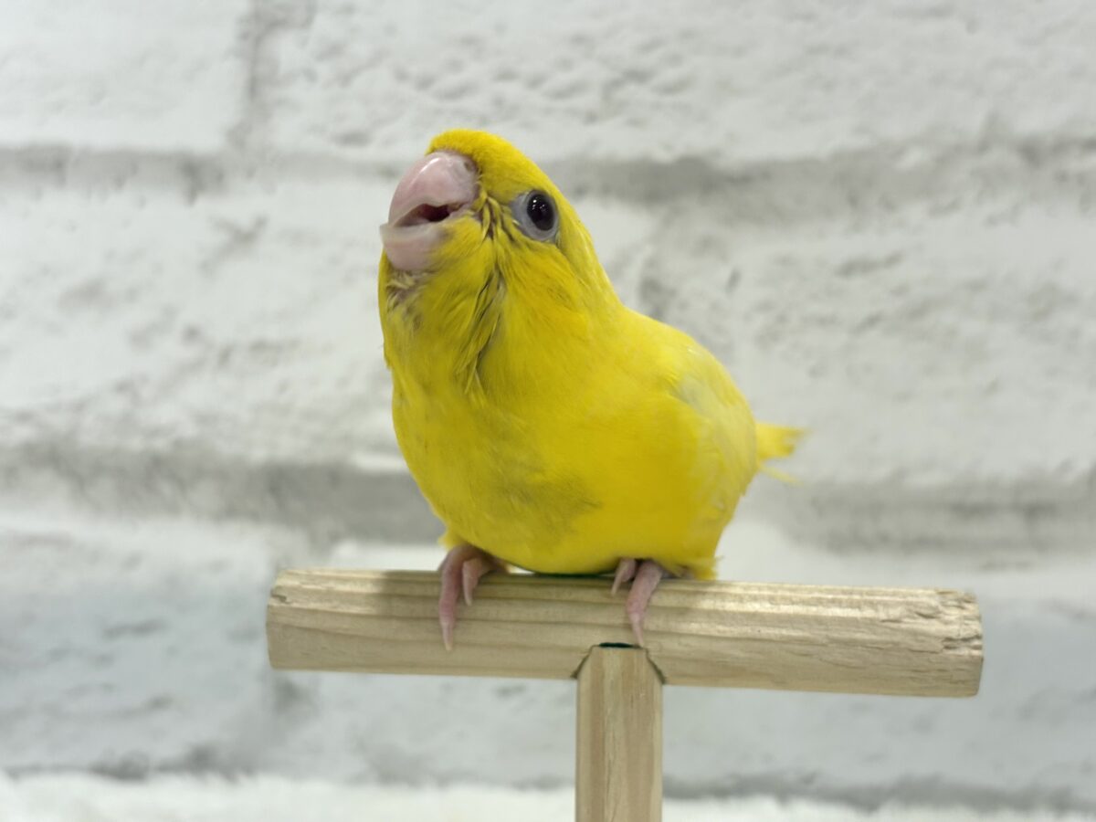 サザナミインコ