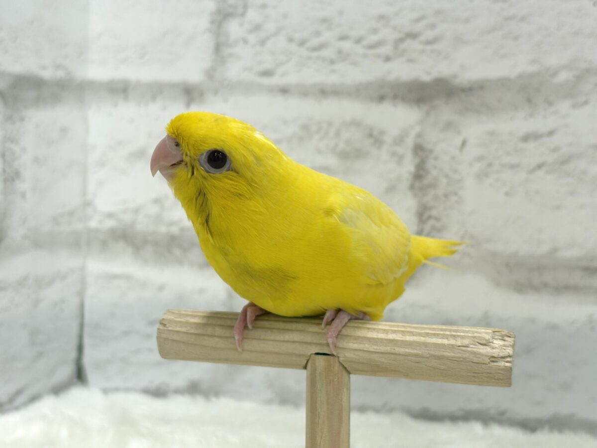 サザナミインコ