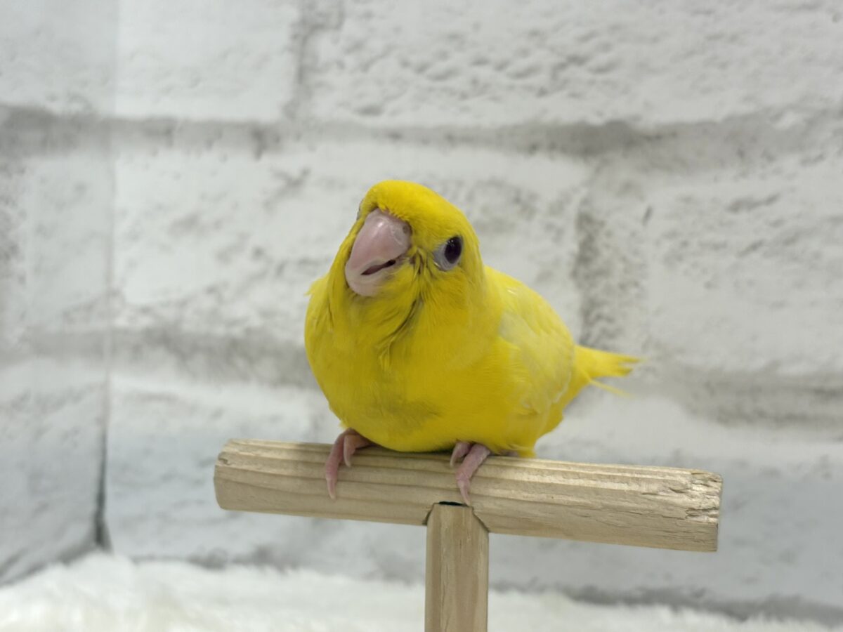 サザナミインコ