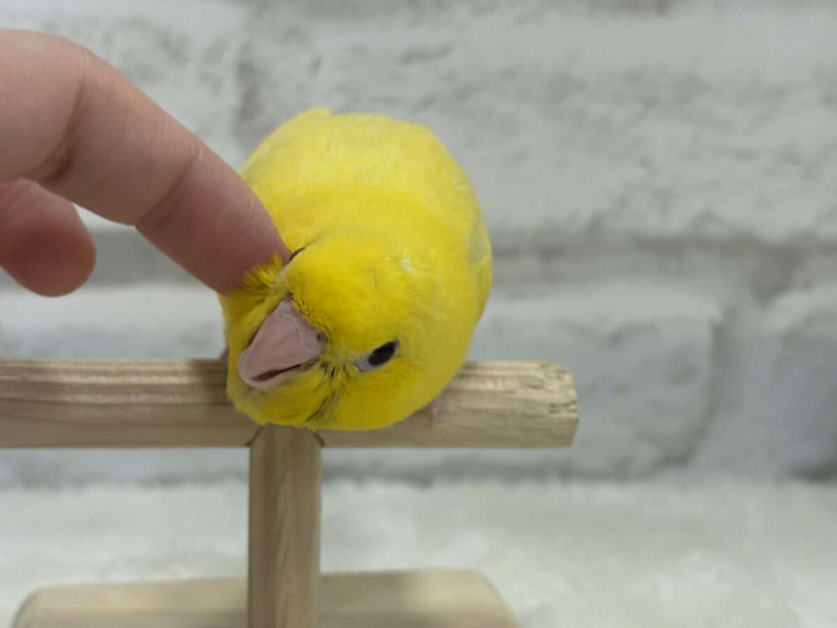 サザナミインコ