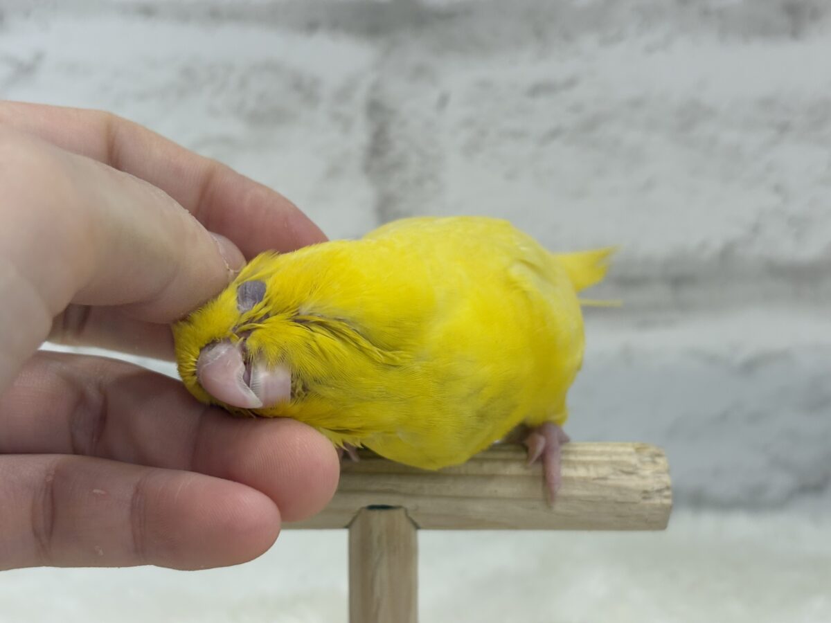 サザナミインコ