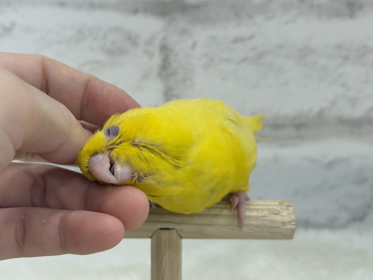 サザナミインコ