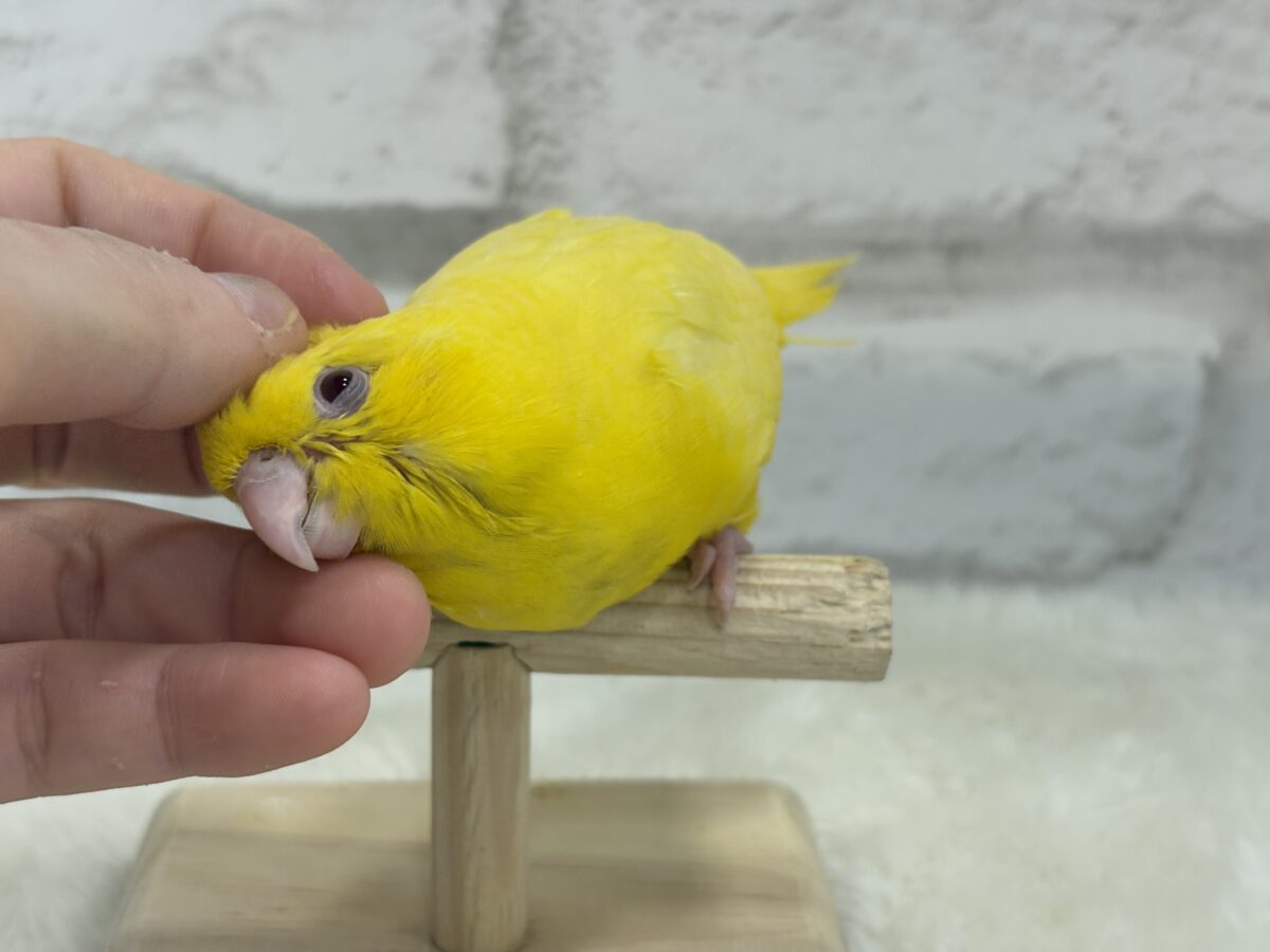 サザナミインコ