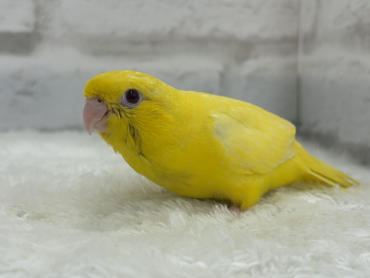 サザナミインコ