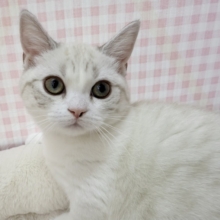 最新📷真っ白で短足なマンチカンちゃん！