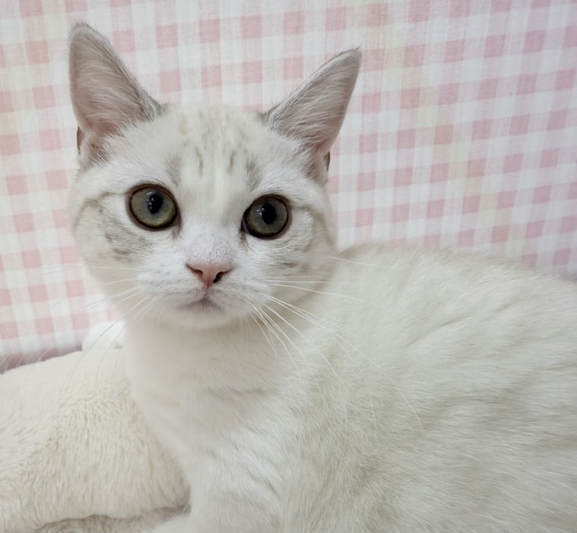 最新📷真っ白で短足なマンチカンちゃん！