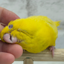 【最新画像更新🪄もうすぐひとり餌‪☆】特徴的な歌声です~♩♩サザナミインコ(ルチノー) ヒナ