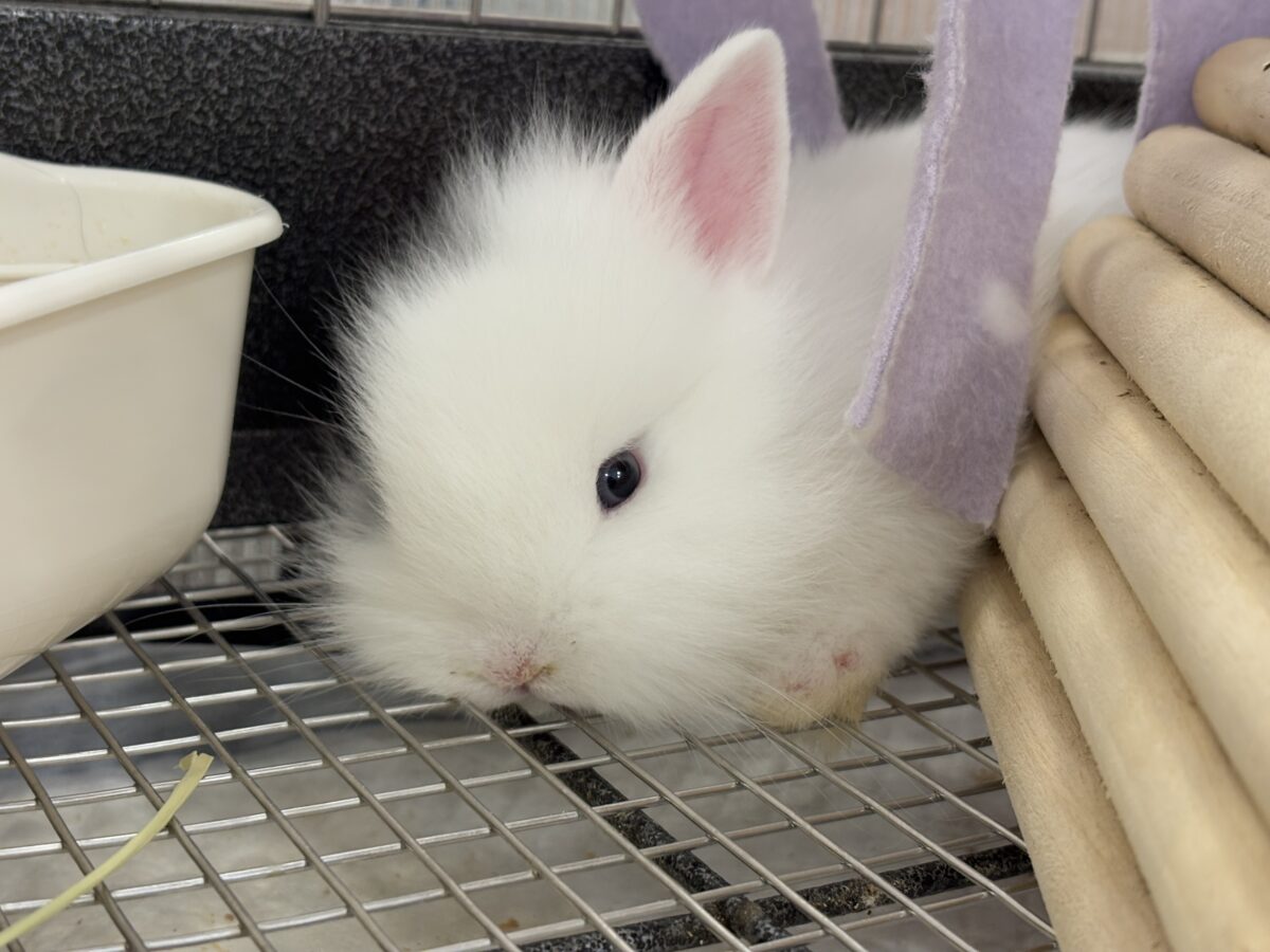 ジャージーウーリー