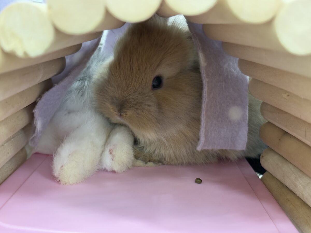 ネザーランドドワーフ