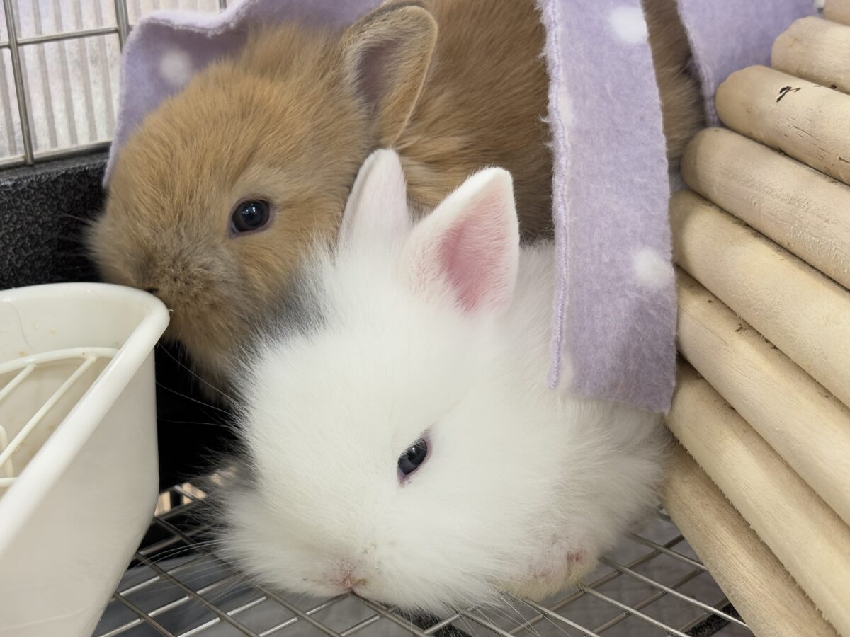 ネザーランドドワーフ