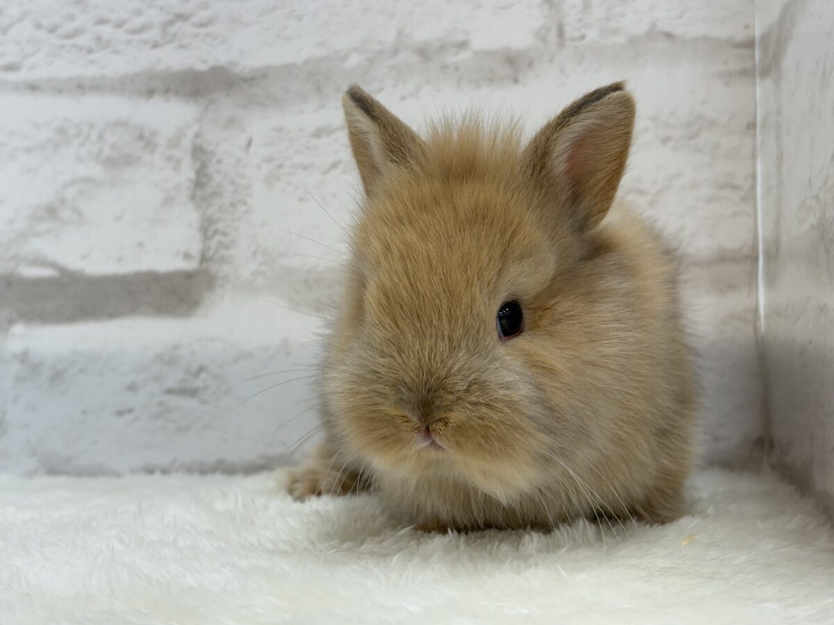 ネザーランドドワーフ