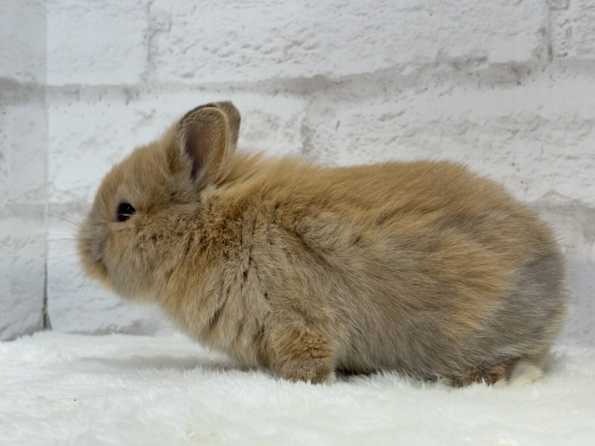 ネザーランドドワーフ